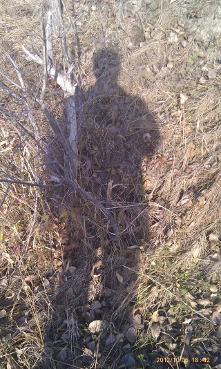 Сирёгина тень на фоне травы коия устилаит китойскую пойму))))) Сирёгина тень на фоне травы коия устилаит китойскую пойму)))))