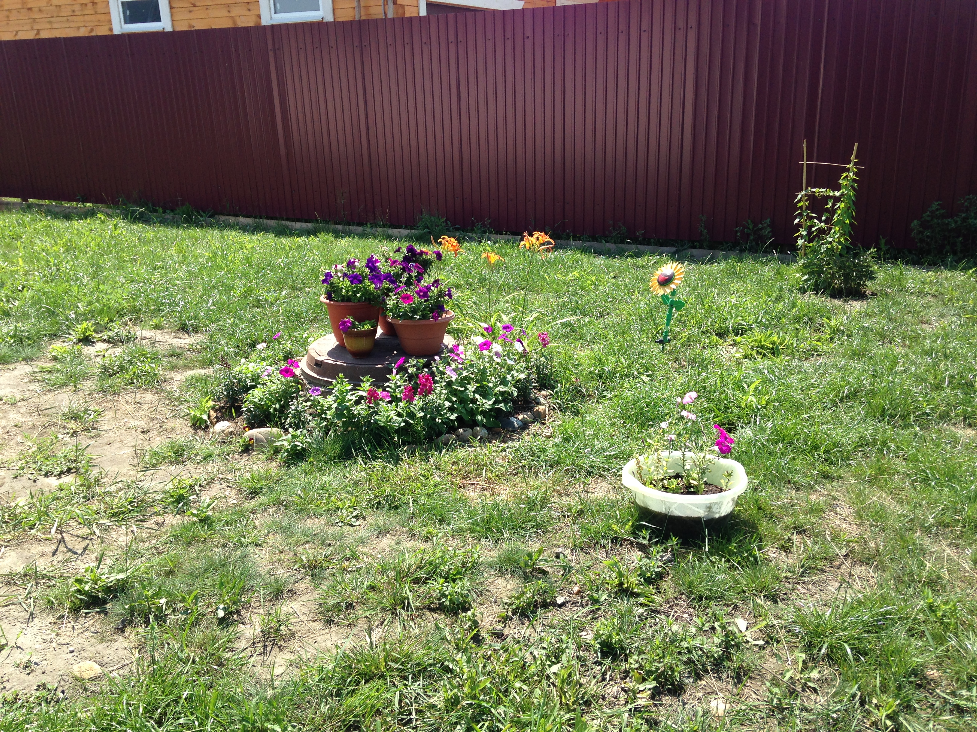 Мои очистные сооружения - цветут и пахнут!