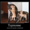 Терпение Терпение