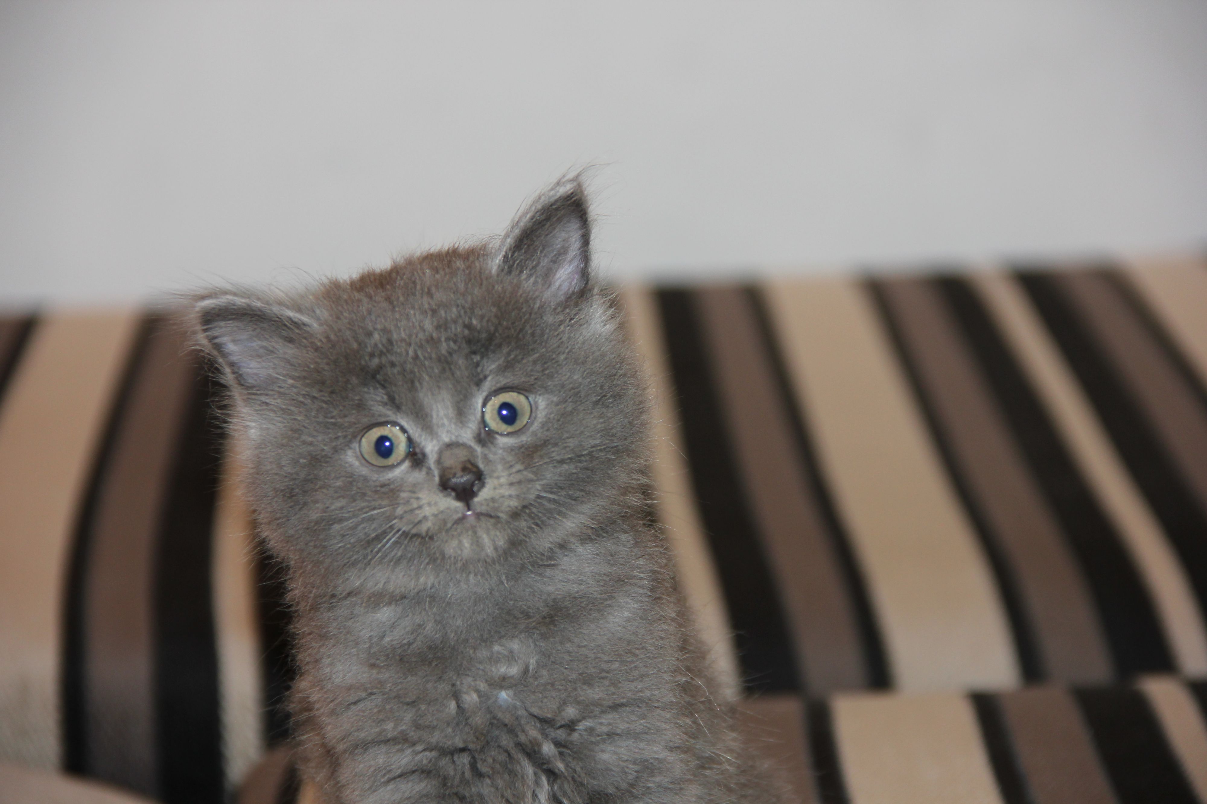 Отдам котят