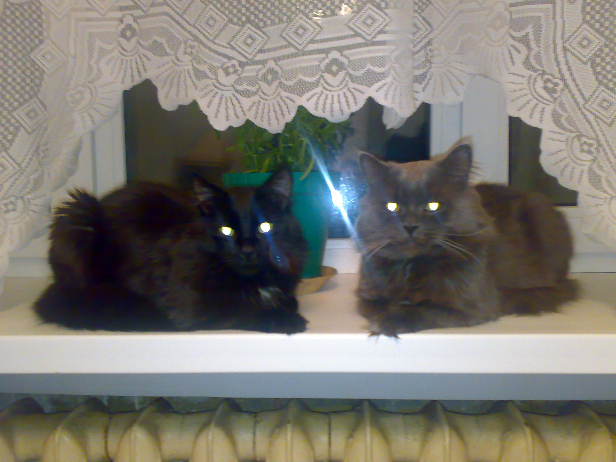 Кошачья вспышка