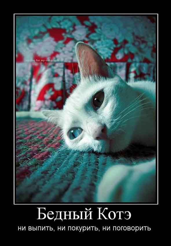 Бедный Котэ