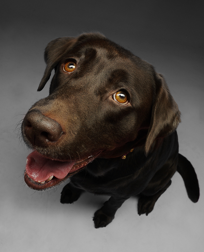 еще один собак