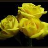 242492 242492