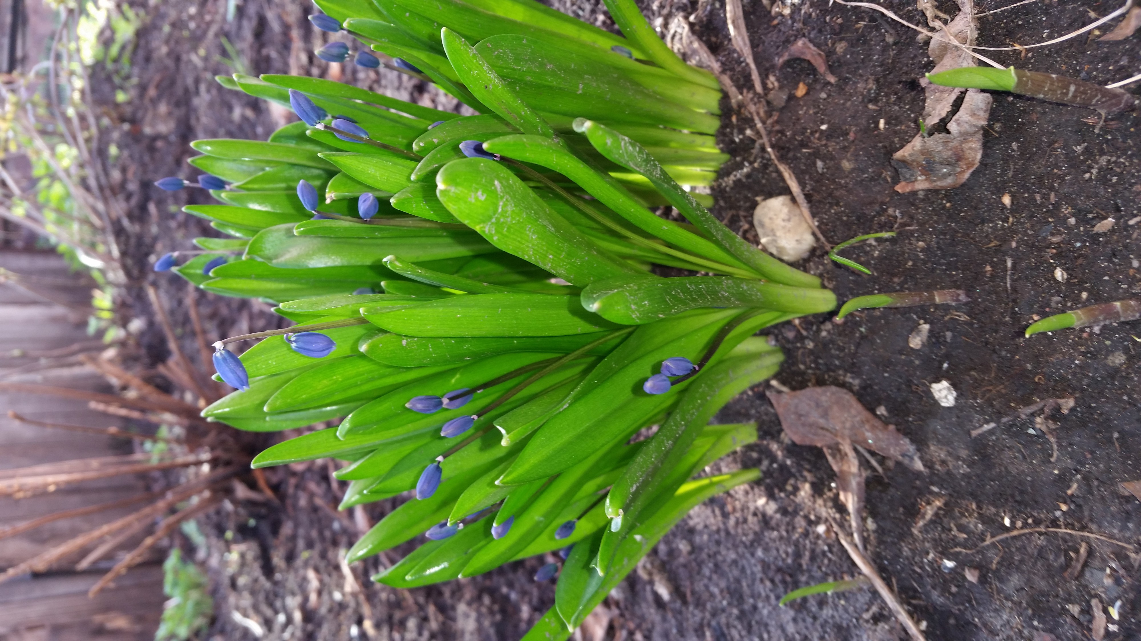 зеленущечная зелень)))))