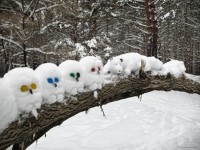 Лесные снеговички