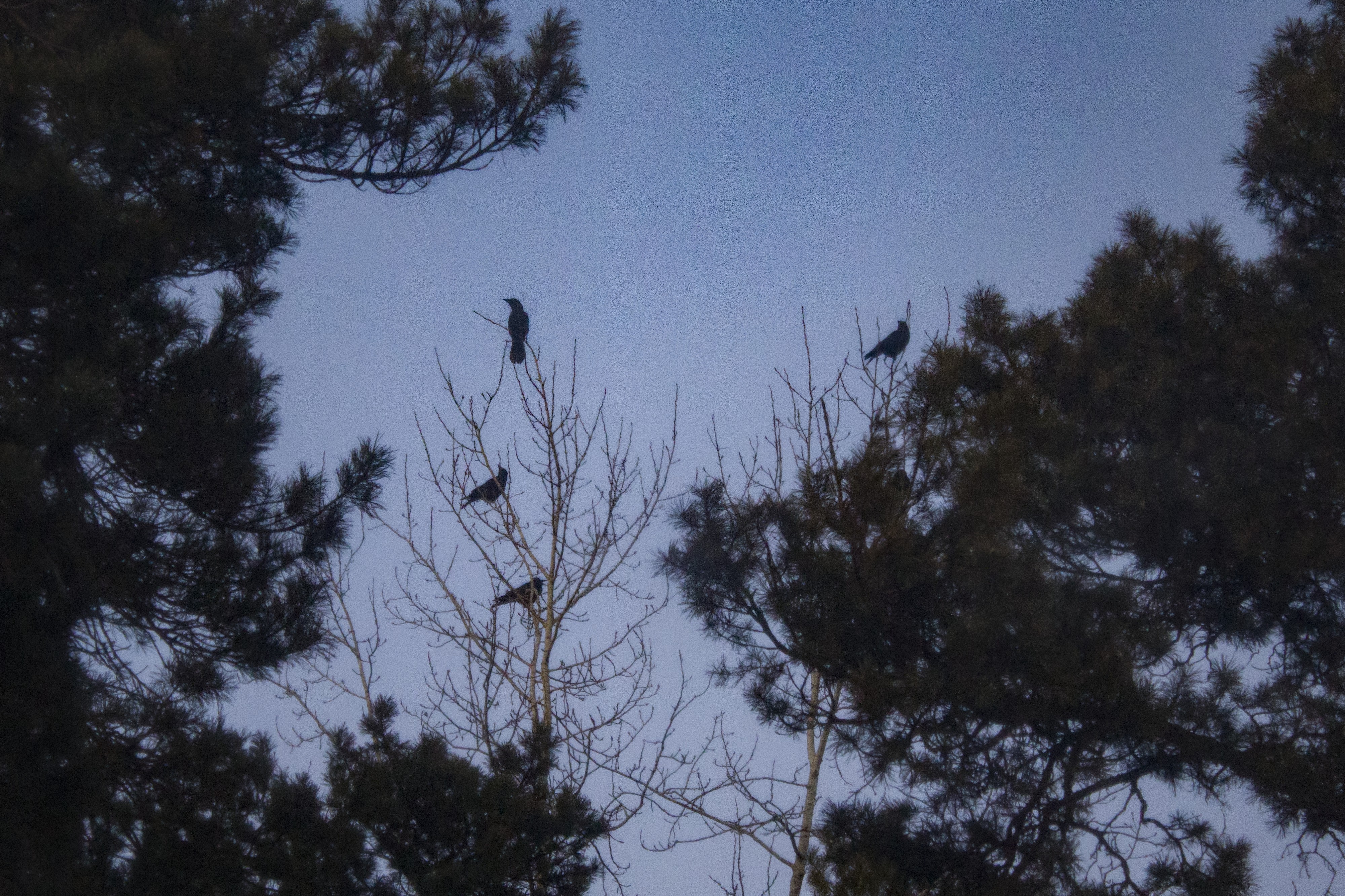 Вороны. 17.03.2025