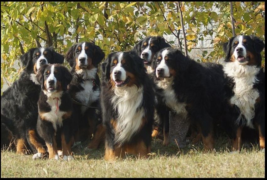 бернские зенненхунды