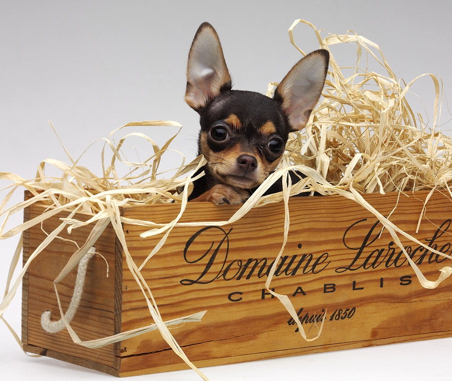 собак-мексиканец