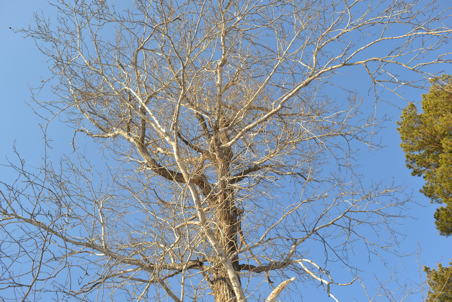 Деревянная прогулка))))))