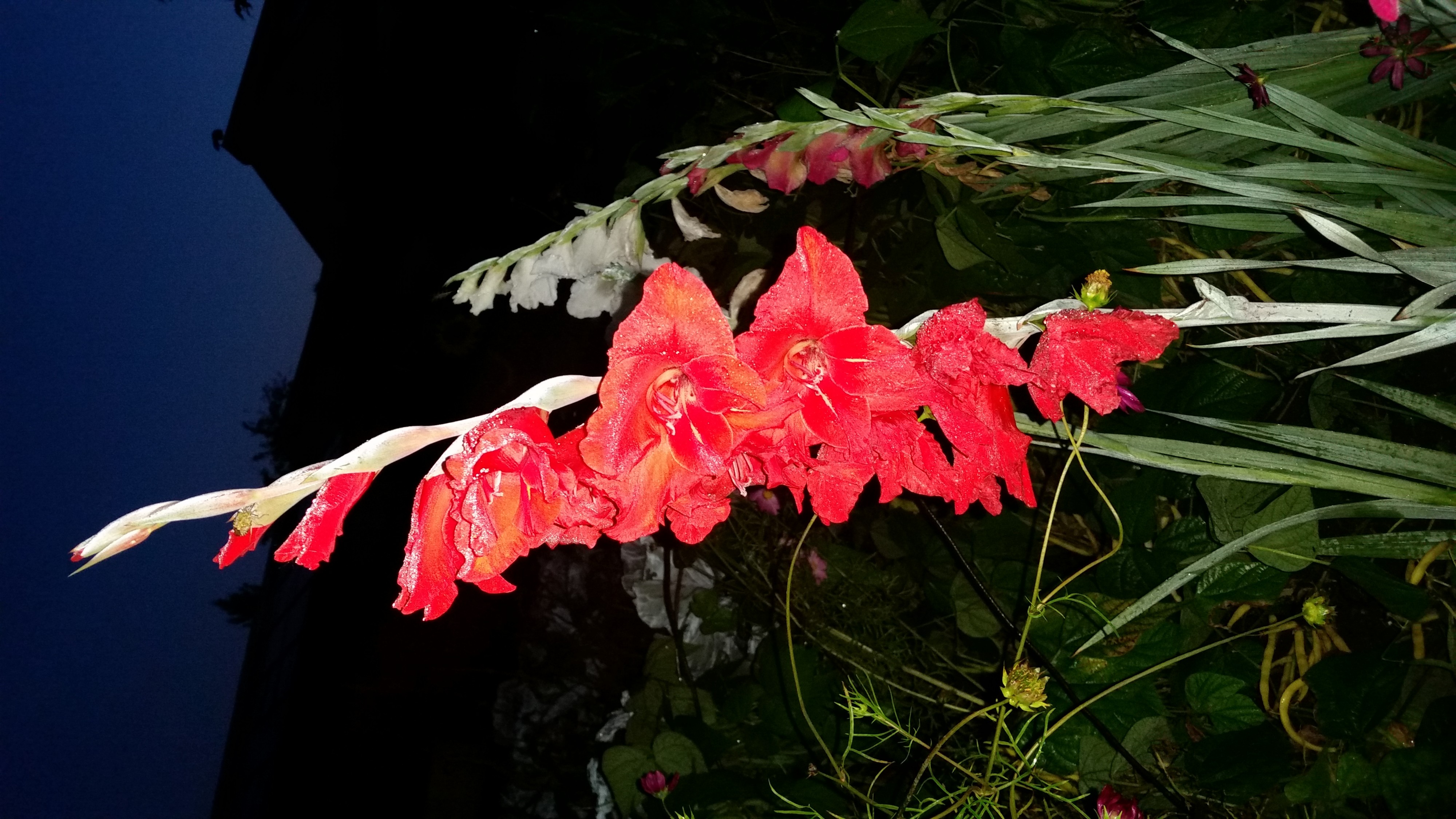 патамушта глодиолуз)))))