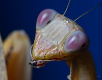 Богомолы - кто они?