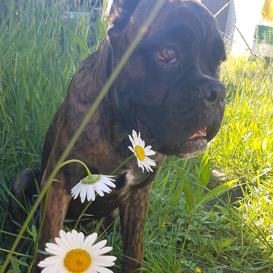 Раз ромашка, два ромашка))