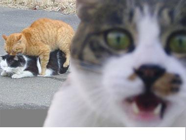 мартовские котэ )))