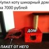 Купил коту шикарный дом