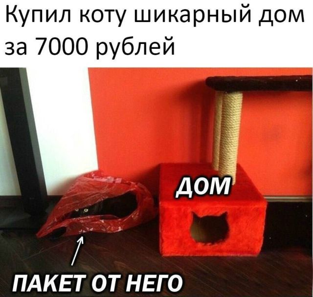Купил коту шикарный дом