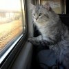 Тра-та-та, тра-та-та, мы везем с собой кота!