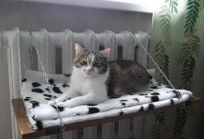 Домашний любимец