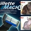 Gillette Gillette
