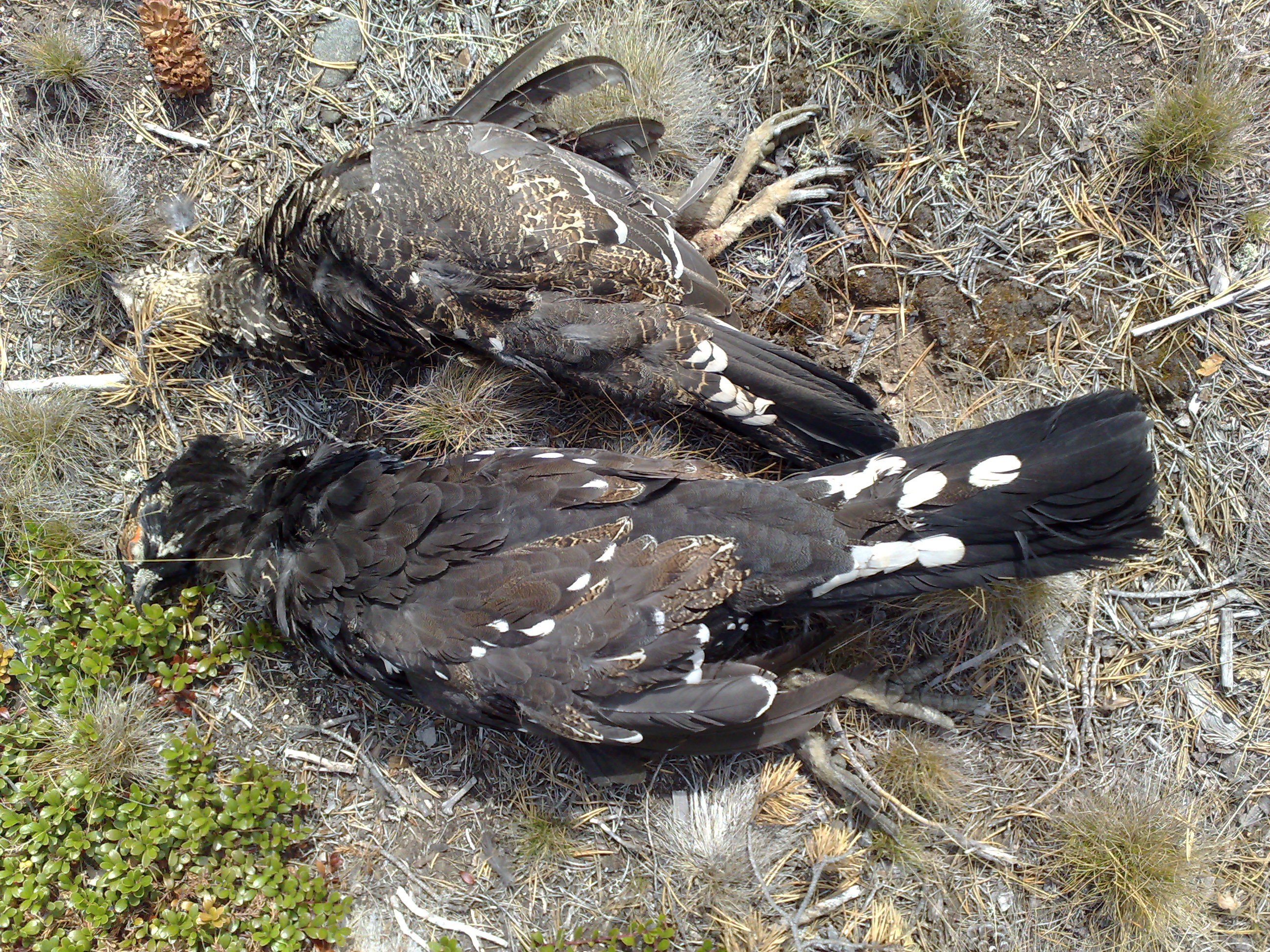 Чертовски вкусная дичь