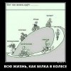 Как белка в колесе Как белка в колесе