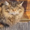 Тот кот, который, помня старое, способен воспринимать новое, достоин, чтобы с него брали пример.