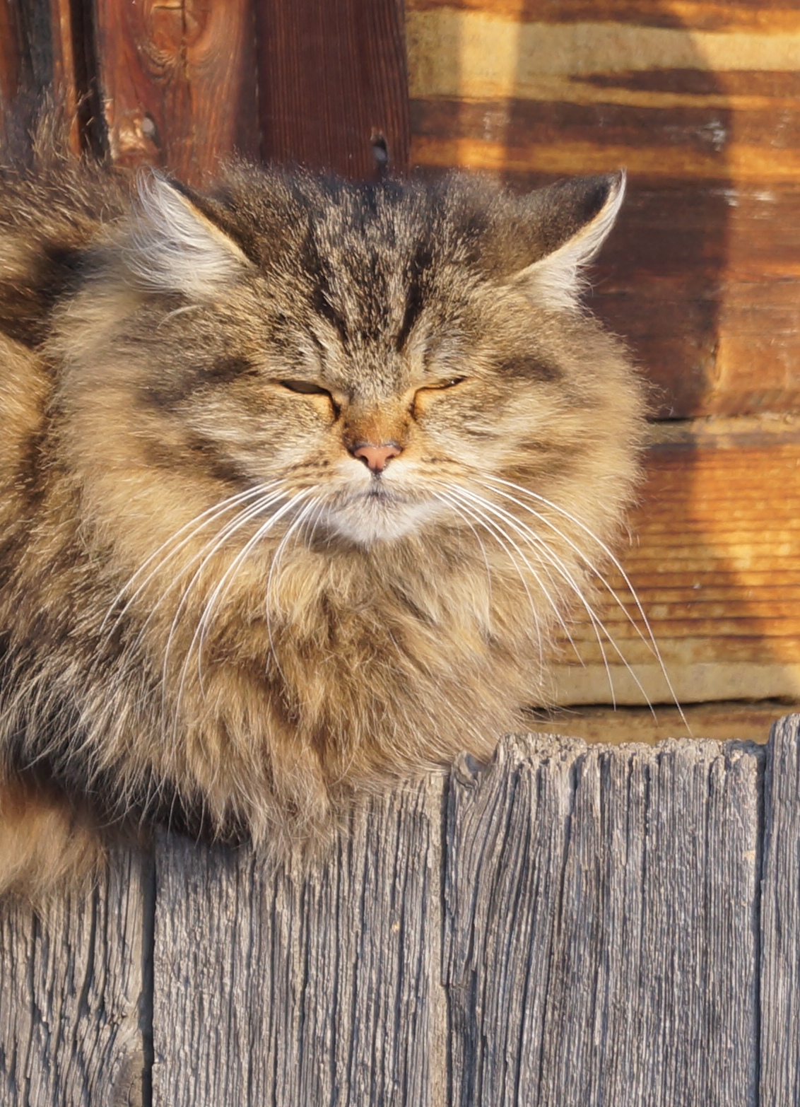 Тот кот, который, помня старое, способен воспринимать новое, достоин, чтобы с него брали пример.