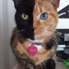 Двуликая кошка1