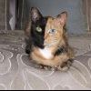 Двуликая кошка 3