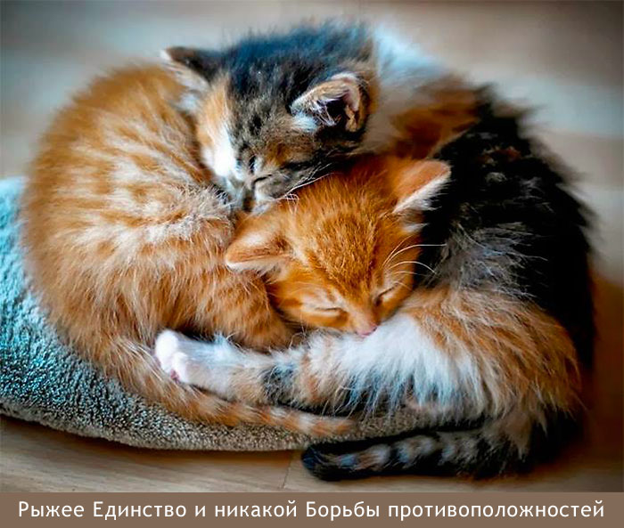 Рыжее единство