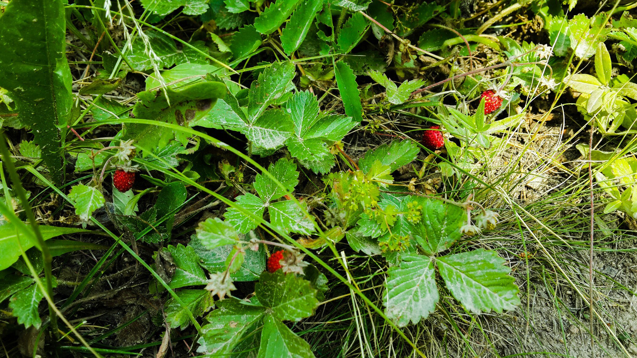 Перекус придорожный 