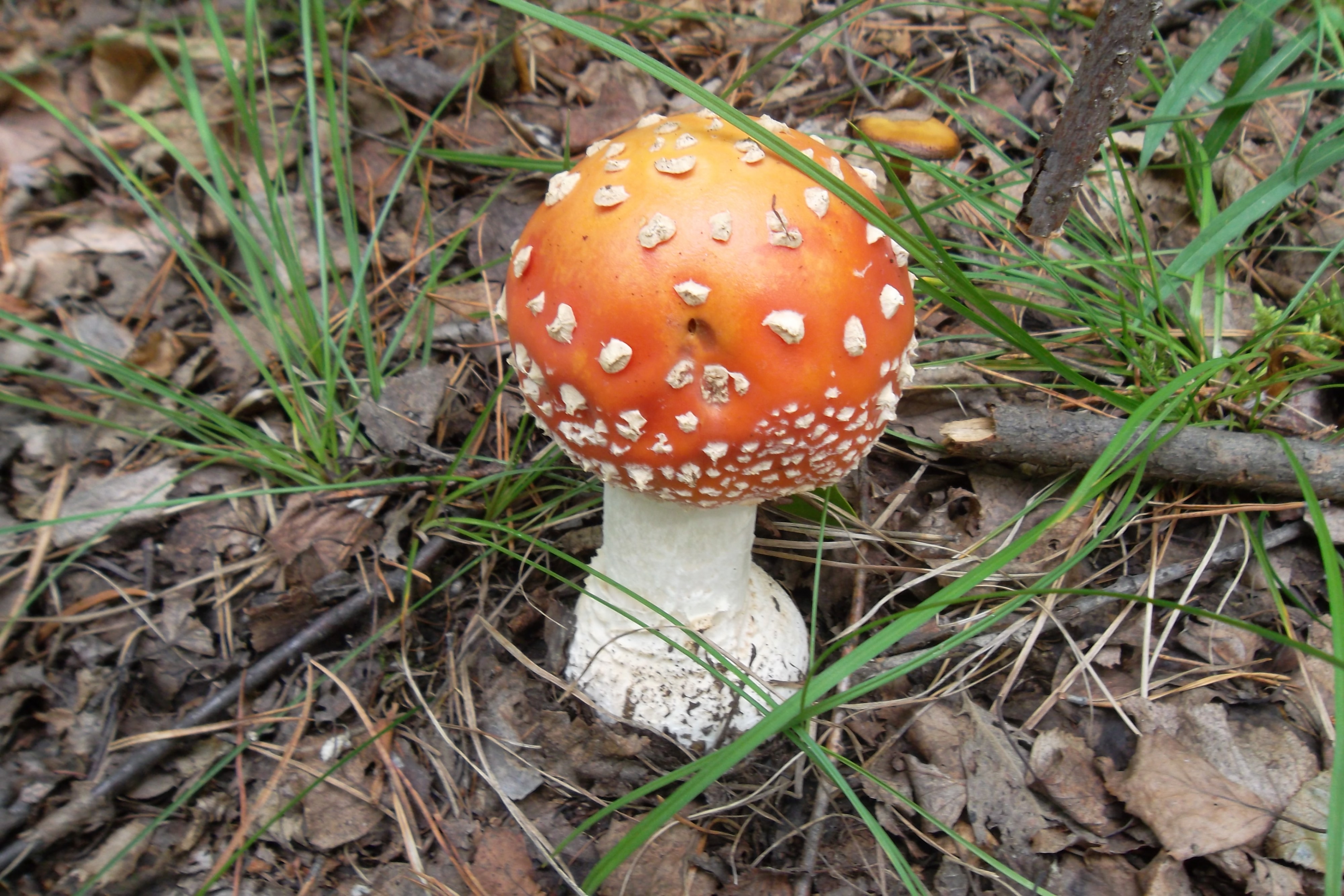 Мысли после грибов