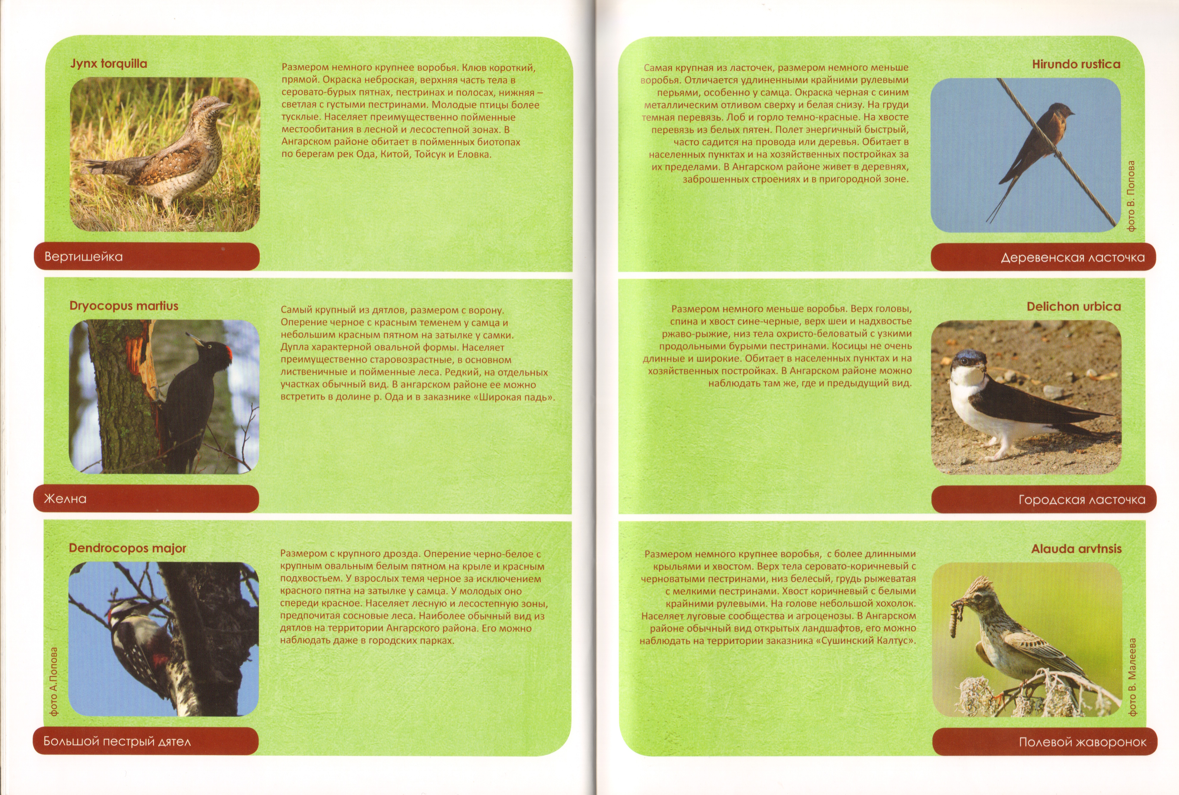 Животный мир Ангарского района 14