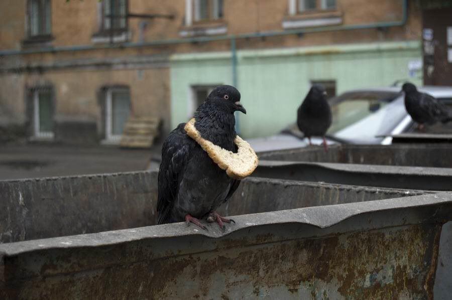 Голубь