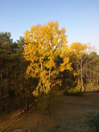 Осенний тополь
