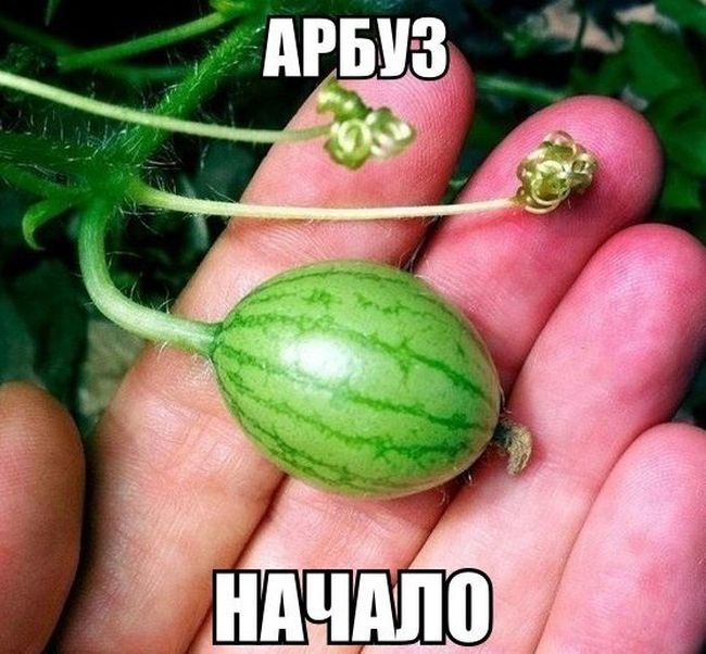 Арбуз-начало