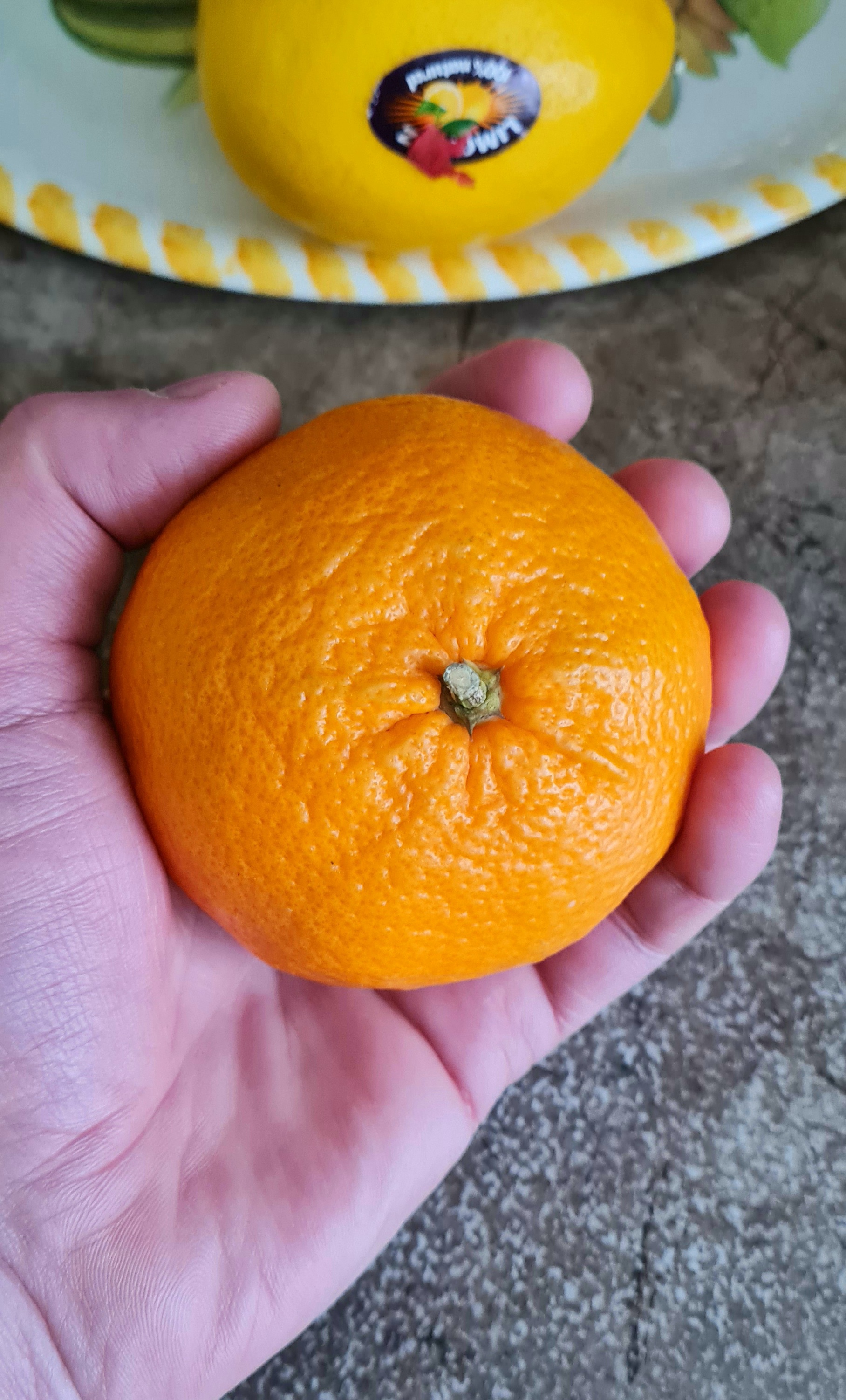 турецкиймондоринвиличинойскулагбескастейслаткий рукой сирёгиной сжымаемый)))))