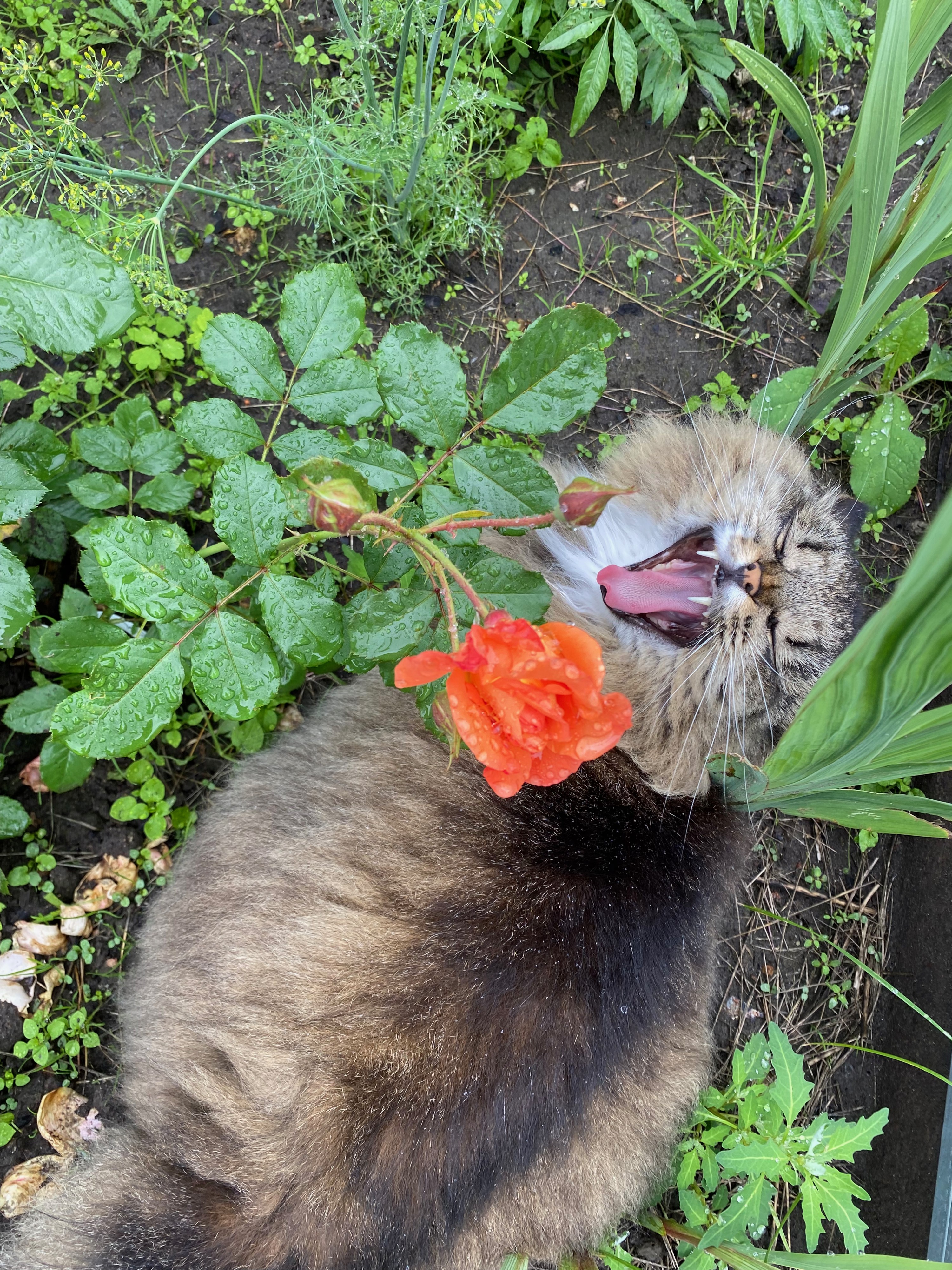 Это моя роза... Кусь !