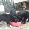 ЩЕНКИ ИЩУТ ХОЗЯЕВ !!! ЩЕНКИ ИЩУТ ХОЗЯЕВ !!!