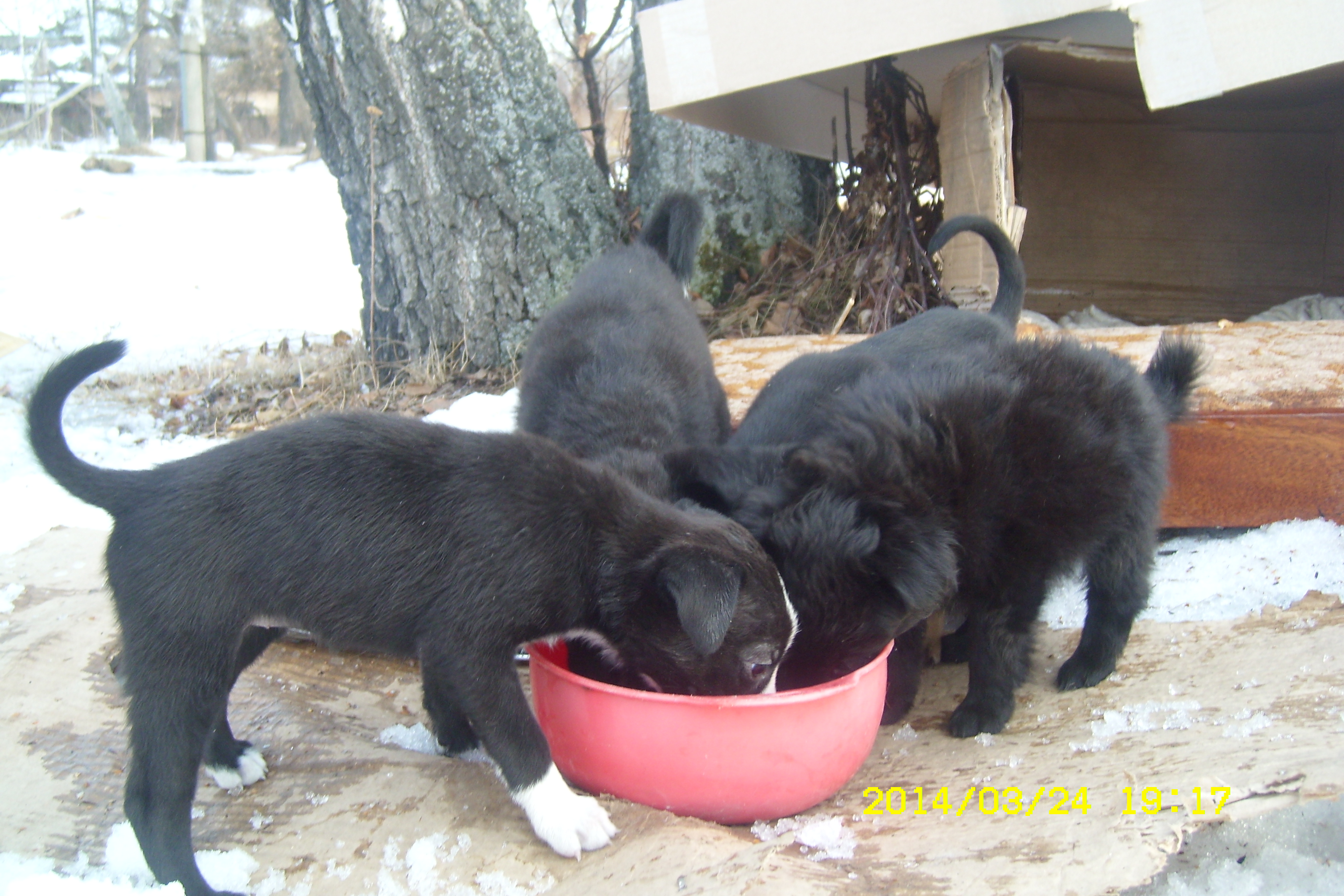 ЩЕНКИ ИЩУТ ХОЗЯЕВ !!!