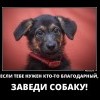 Заведи собаку Заведи собаку