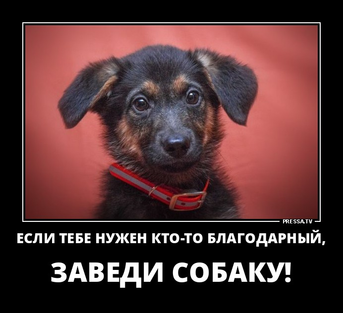 Заведи собаку