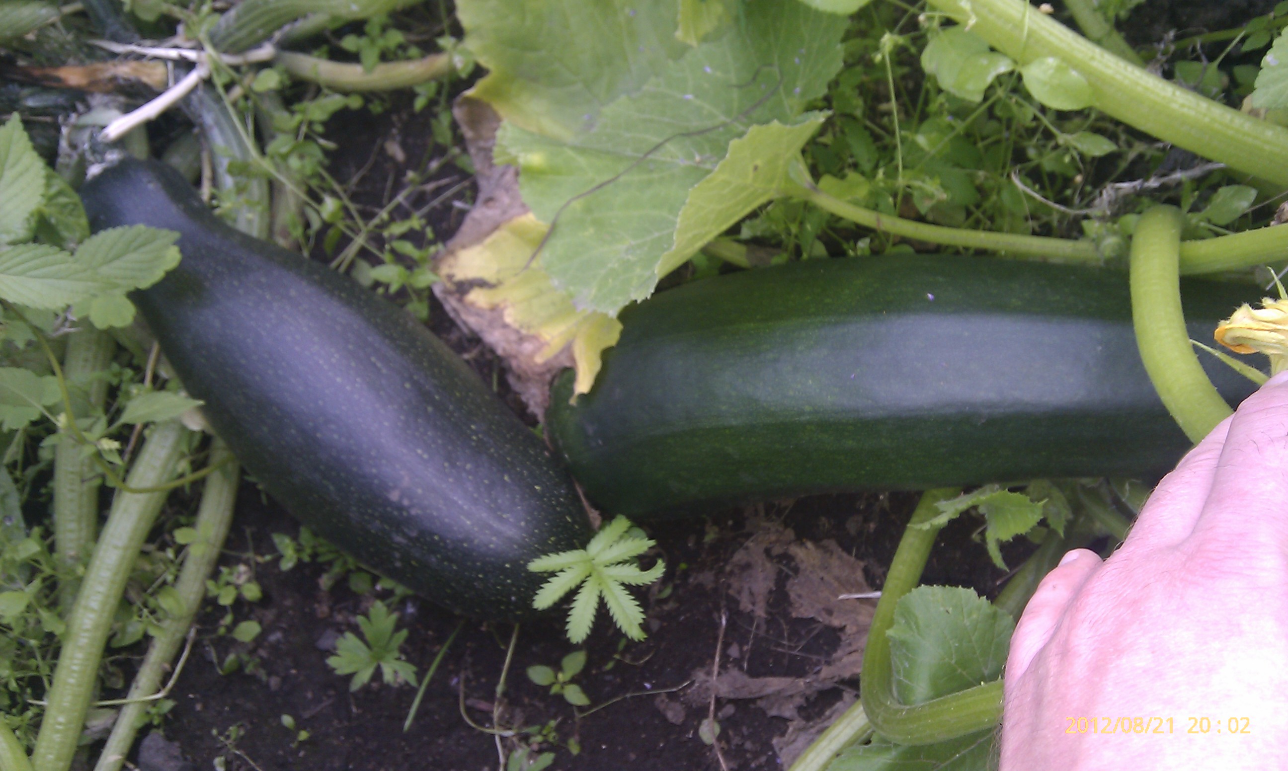 Кабаны в засаде))))