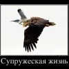 Супружеская жизнь