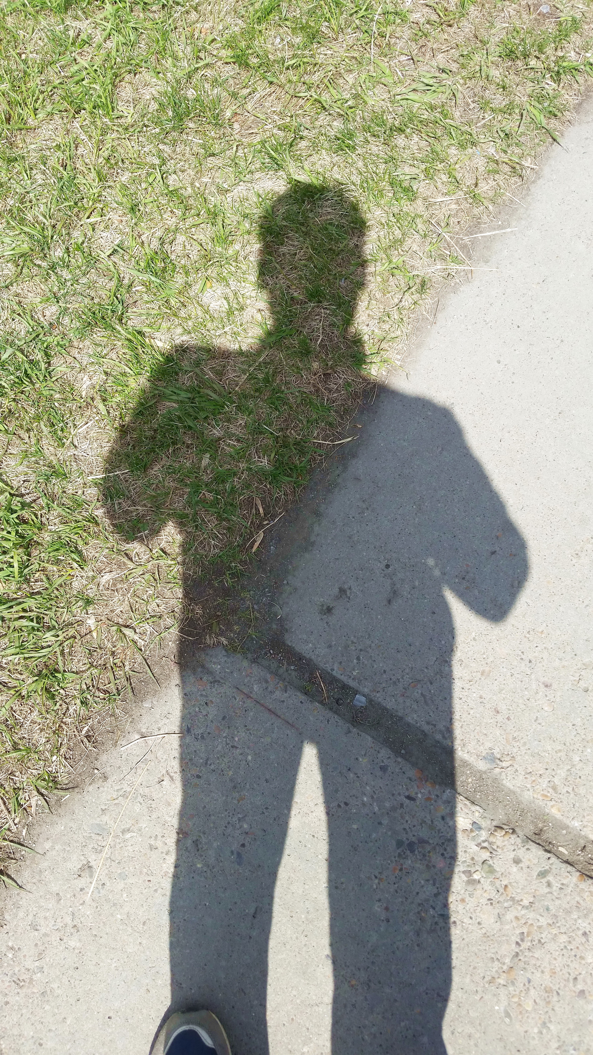 сирёгина тень половинотравная)))))))