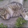 Пришлый валяеца, делать ничо нехочит))))) Пришлый валяеца, делать ничо нехочит)))))