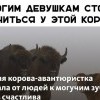 Смелая корова