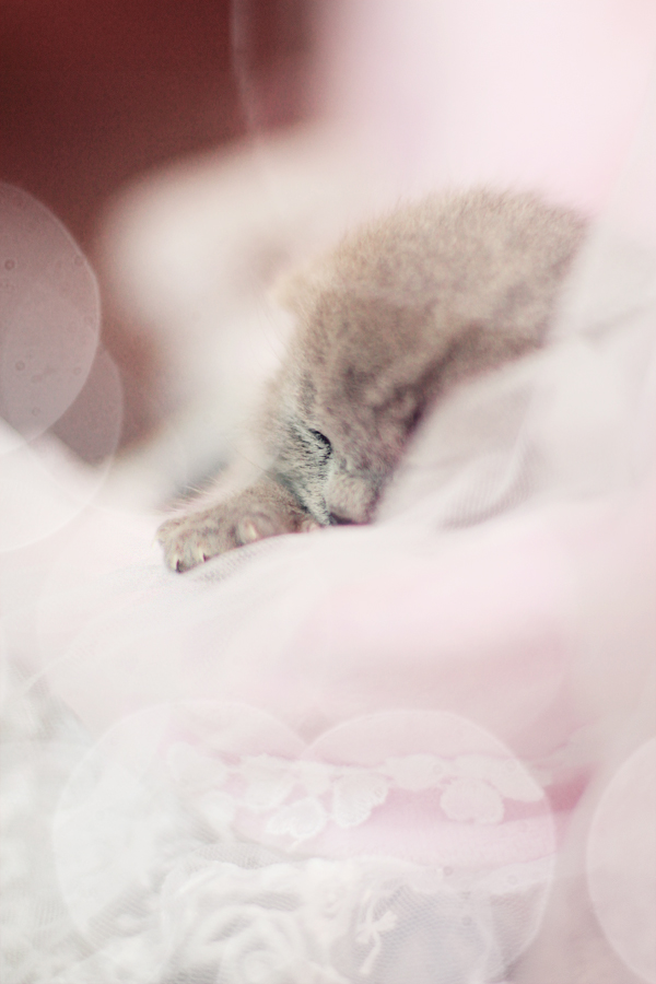 Волшебный сон маленького чуда...