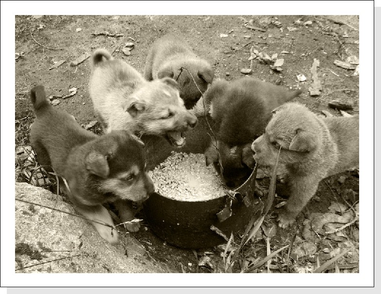 собачья жизнь