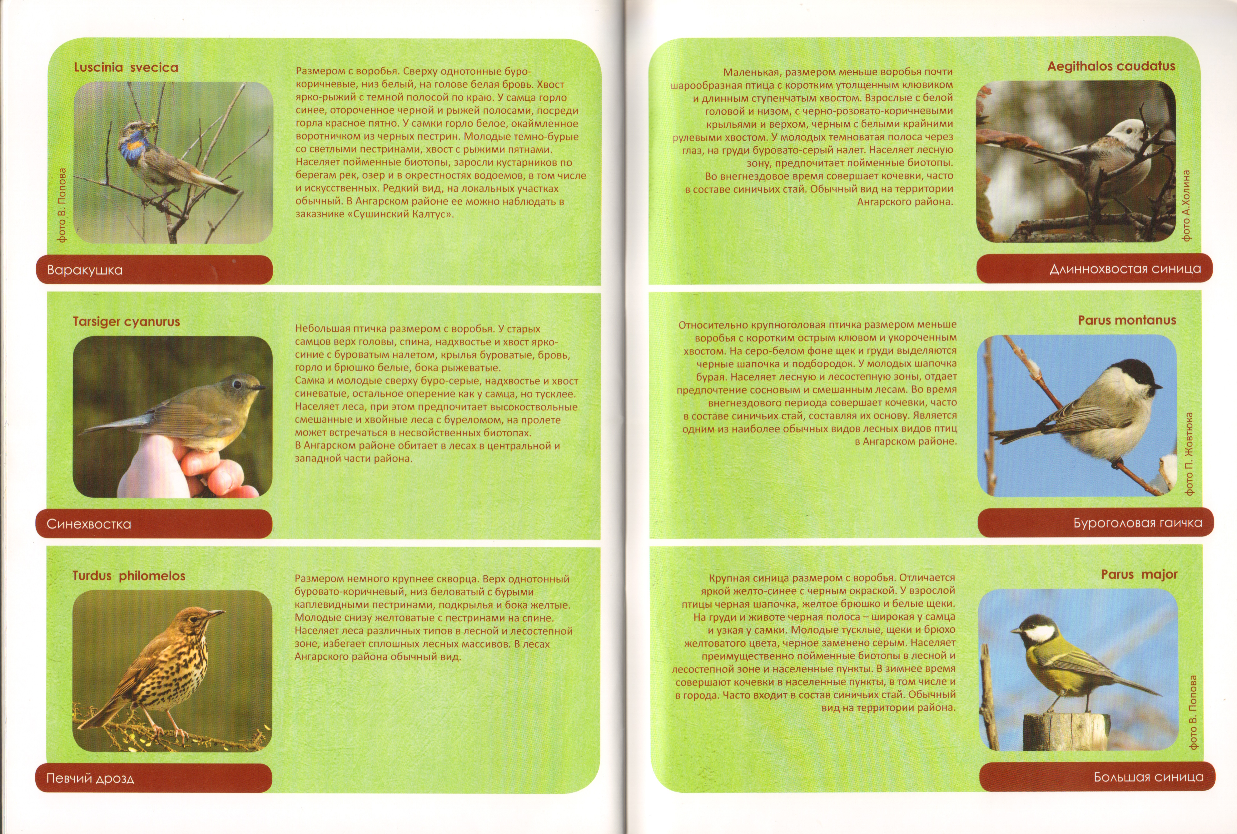 Животный мир Ангарского района 18